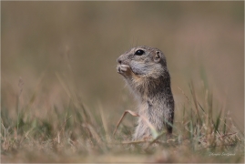 <p>SYSEL OBECNÝ (Spermophilus citellus) --- /European ground squirrel - Europäisches Ziesel/</p>